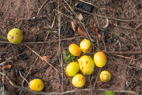 Hancornia speciosa (Mangabas)  photo