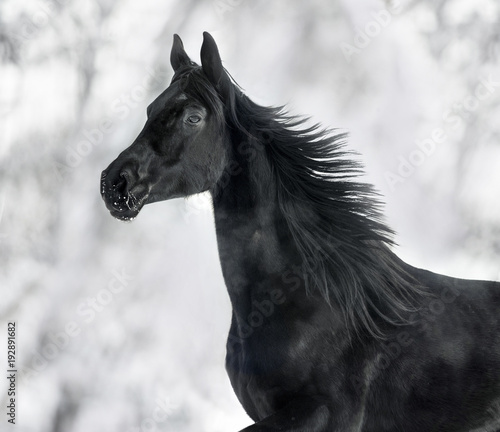 monochrome portrait of running black horse