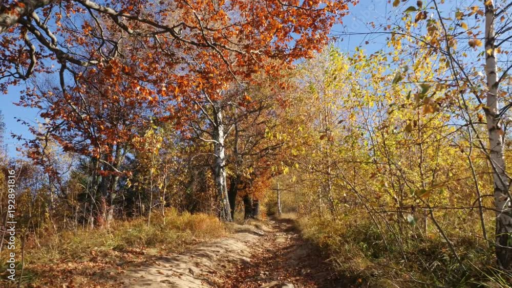 Camera movement on the forest road. Beautiful forest in autumn season. Camera movement on the forest road. Beautiful forest in autumn season.