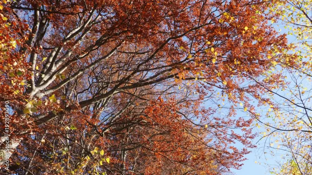 Panning shot of treetops in autumn, with leaves changing at sunny day Panning shot of treetops in autumn, with leaves changing at sunny day
