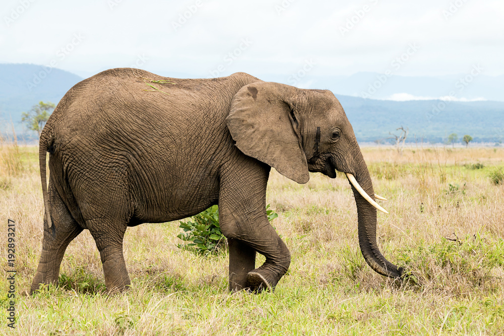 Fototapeta premium African elephant in the savanna