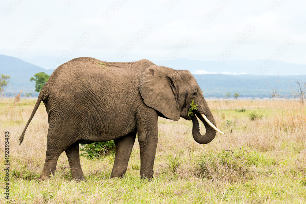 Fototapeta premium African elephant in the savanna