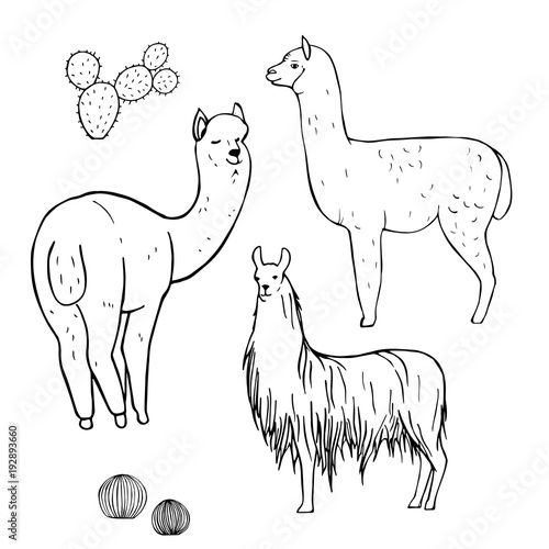 Hand drawn alpacas. Vector sketch  illustration.