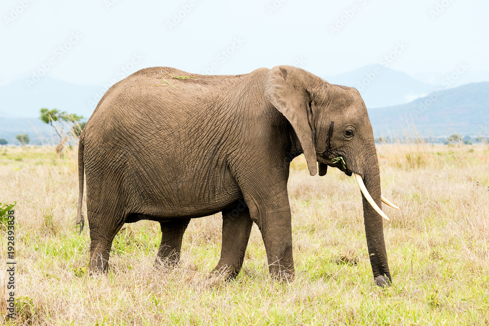 African elephant in the savanna