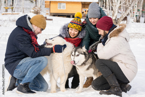 Full length portrait of group of young people petting Husky dogs sitting up on sunny winter day outdoors