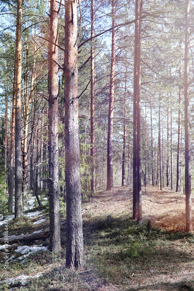 Pine forest in the beginning of spring under the snow. Forest un Pine forest in the beginning of spring under the snow. Forest un