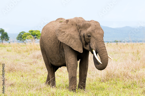 African elephant in the savanna