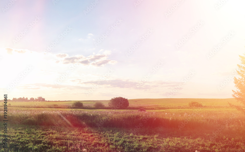 Landscape outside the city. Grassy field and blue sky. Sunset ov