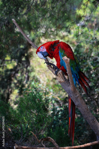 Parrot Ara sits on a branch
