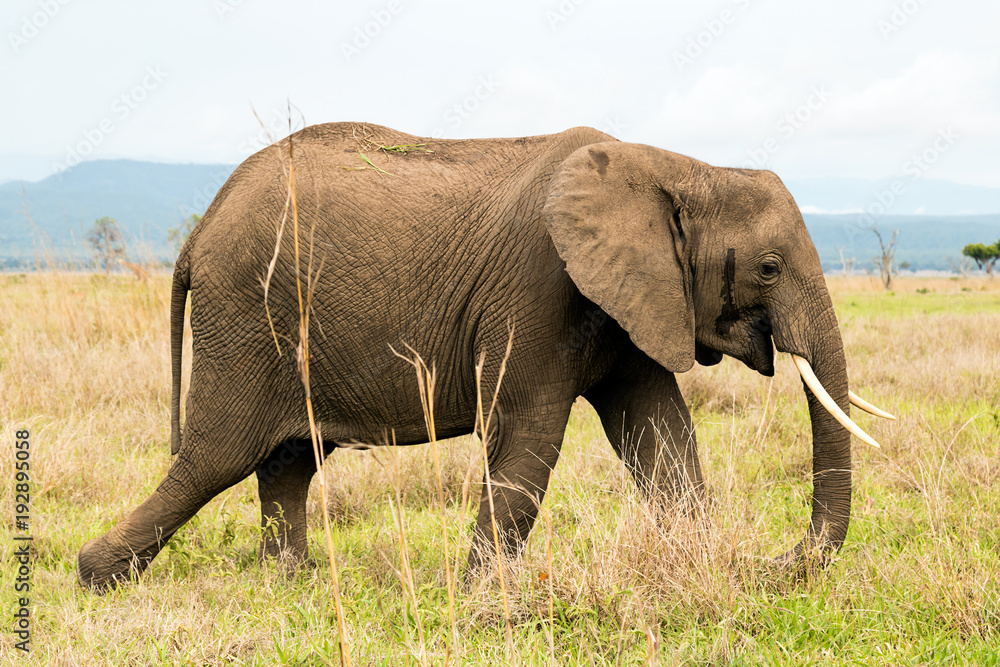 Obraz premium African elephant in the savanna