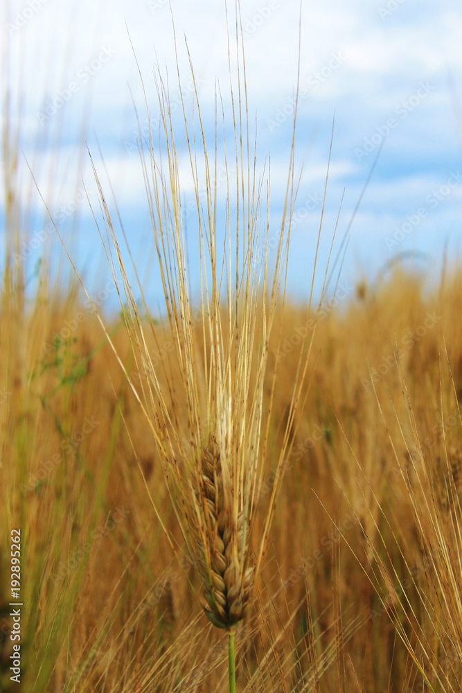 Golden Ears On The Summer Field Before Harvest Golden Ears On The Summer Field Before Harvest