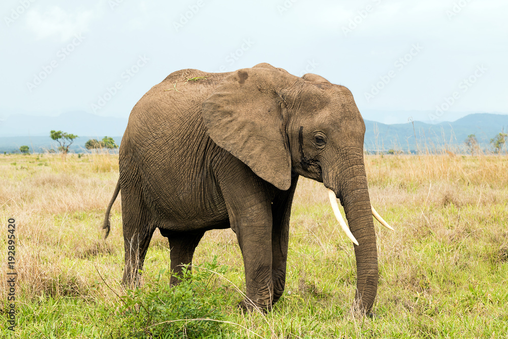 African elephant in the savanna