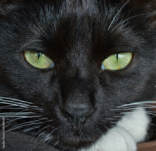 Black Cat Face, Close Up, Large, Green Slanted Eyes, Adoption Ideas, Pet Care, Halloween