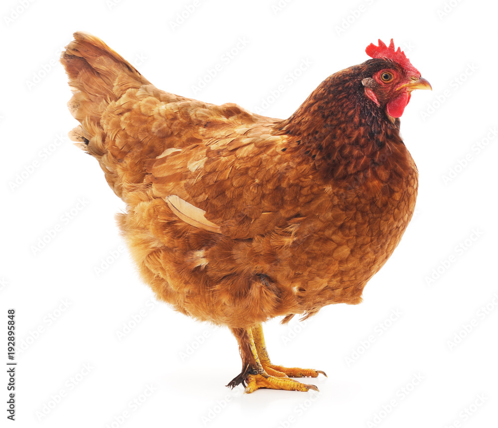 Fototapeta premium One brown chicken.