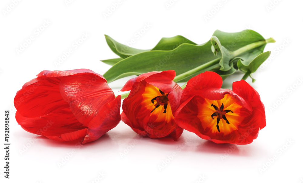 Three red tulips. Three red tulips.