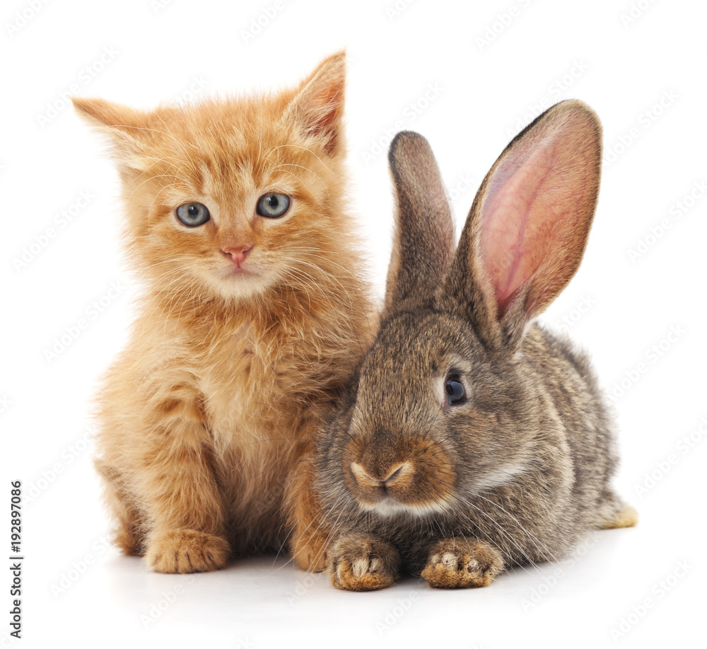 Obraz premium Red cat and rabbit.