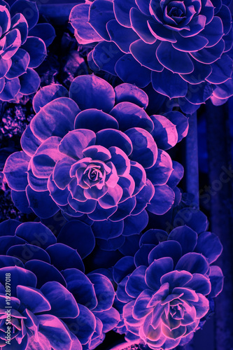 Fototapeta Naklejka Na Ścianę i Meble -  Top view succulent toned ultraviolet