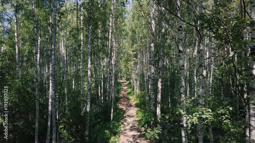Sun through the trees of a birch grove. Clip. Path through birch grove at summer. Background  nature. Fabulous view of the birch grove through which the path passes