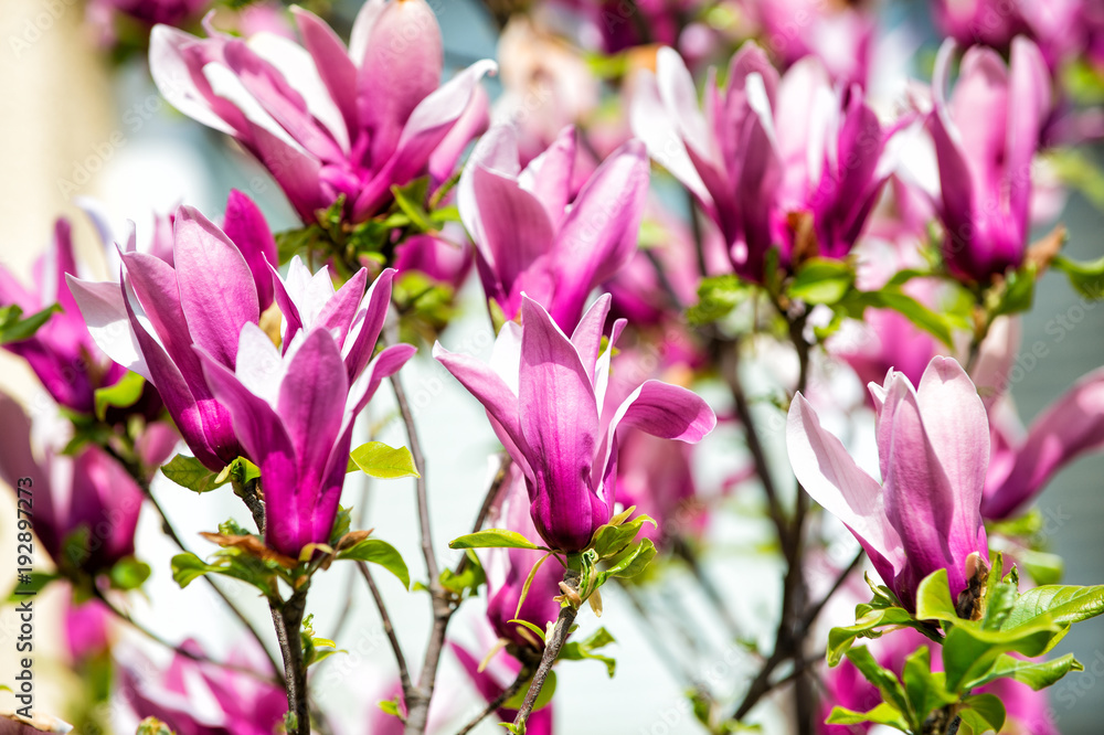 Blossom, bloom, flowering Blossom, bloom, flowering