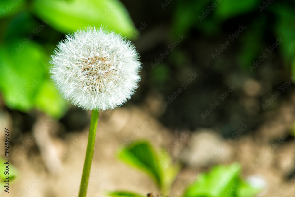 Dandelion flower with seeds on natural background Dandelion flower with seeds on natural background