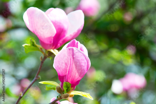 Branch with blooming pink magnolia flower buds