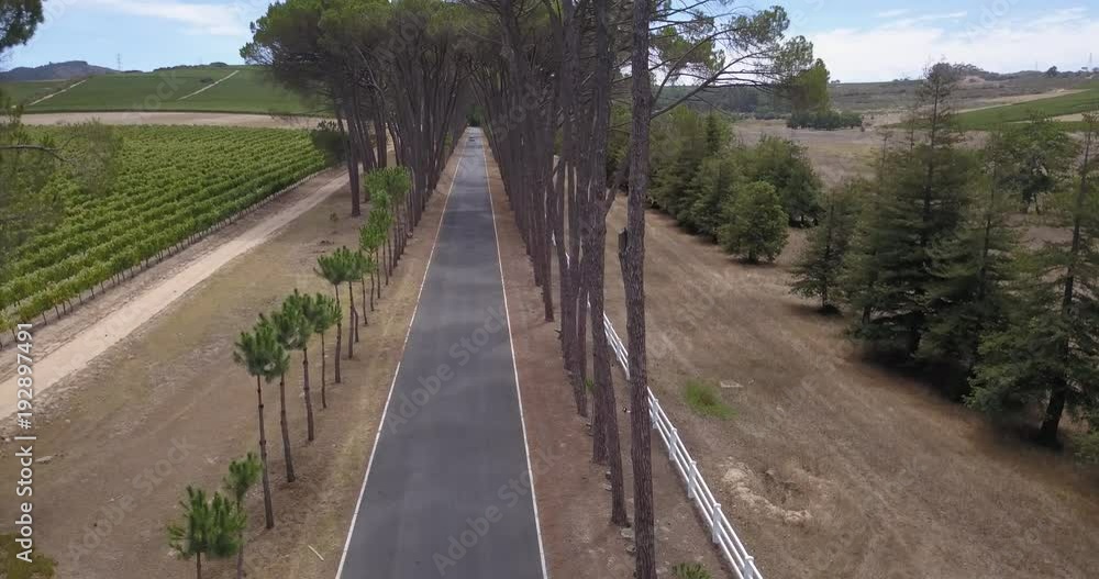 4K summer day aerial video view of Western Cape's Stellenbosch wine estates area, Neethlingshof's ancient cedar-lined driveway lane, grape plantations in the background near Cape Town, South Africa 4K summer day aerial video view of Western Cape's Stellenbosch wine estates area, Neethlingshof's ancient cedar-lined driveway lane, grape plantations in the background near Cape Town, South Africa