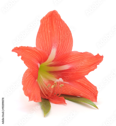Flower of pink amaryllis.