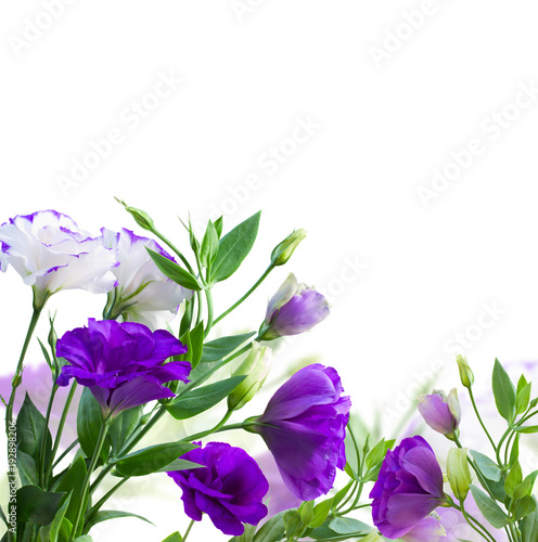 Eustoma violet flowers