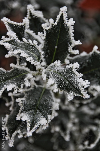 Wallpaper Mural Stechpalmenblätter mit Reif gefroren Torontodigital.ca