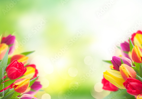 Fototapeta Naklejka Na Ścianę i Meble -  bouquet of yellow, purple and red tulips