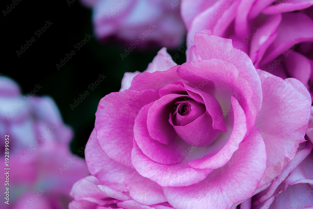 A pink rose macro shot A pink rose macro shot
