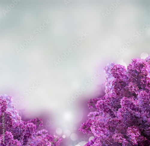 Lilac flowers on white