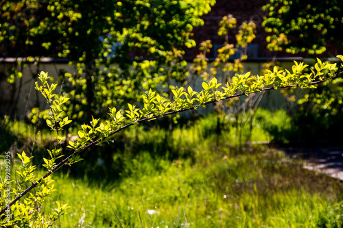 Fototapeta Naklejka Na Ścianę i Meble -  Branch with green leaves