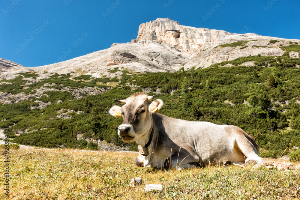 Landscape view with cow of Unesco World Heritage site Dolomiti, Alta Badia, Italy