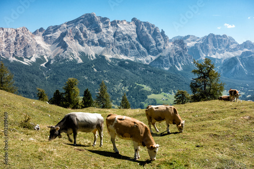 Landscape view with cows of Unesco World Heritage site Dolomiti, Alta Badia, Italy © andrea cerri ferrari