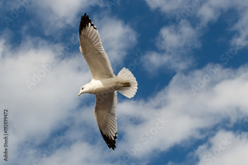 A white bird flying photo