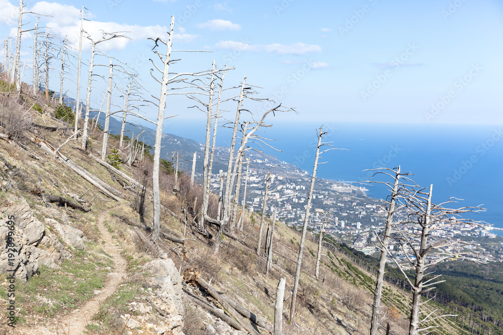 Fototapeta premium Dead trees after forest fire in Crimea mountains, Yalta below on background/ View over burned forest/ Arson of forest, destruction of nature by man/ Fire in the forest through the fault of man concept