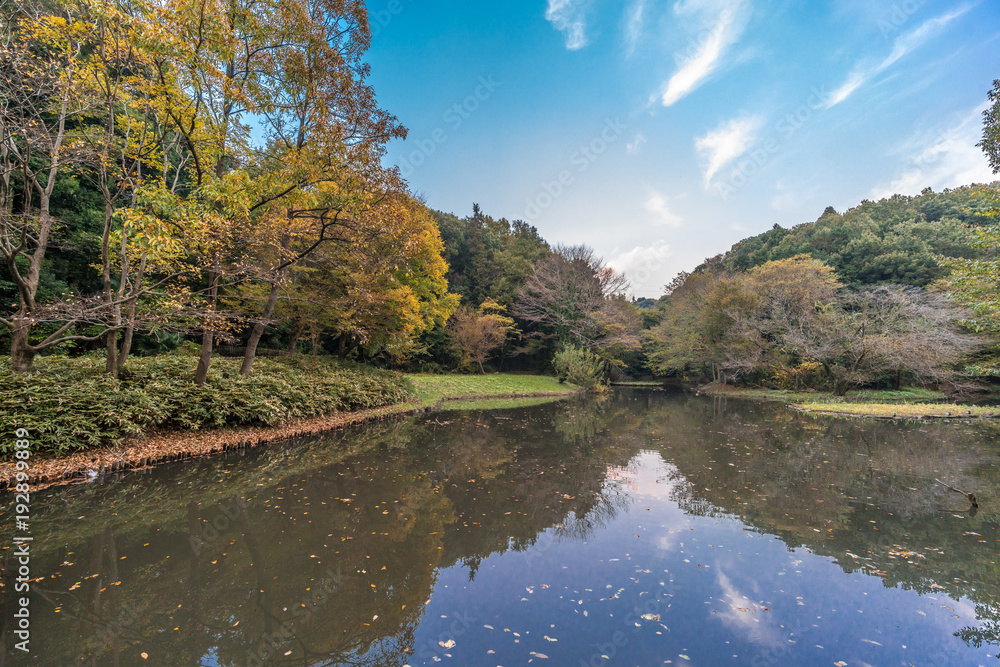 Autumn colors, Fall foliage at Zama Yatoyama Koen Park. Located in Zama-shi, Kanagawa Prefecture, Japan Autumn colors, Fall foliage at Zama Yatoyama Koen Park. Located in Zama-shi, Kanagawa Prefecture, Japan