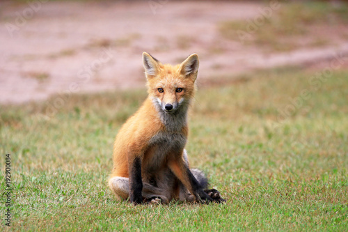 Red fox Kit portrit, Prince Edward Island, Canada © birdiegal