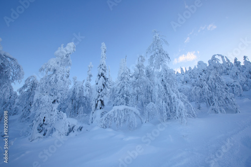 Snow covered trees in Lapland