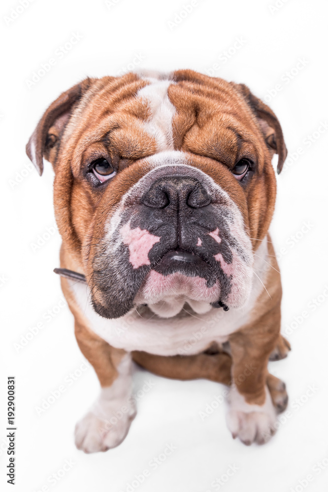 Close up portrait of English bulldog isolated on white background