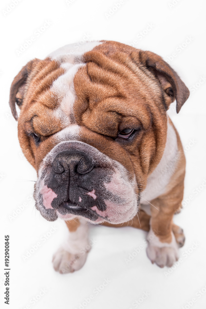 Close up portrait of bored English bulldog isolated on white background