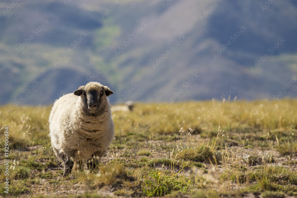 Fototapeta premium Oveja de cara negra mirando hacia la cámara en el campo con montañas en el fondo