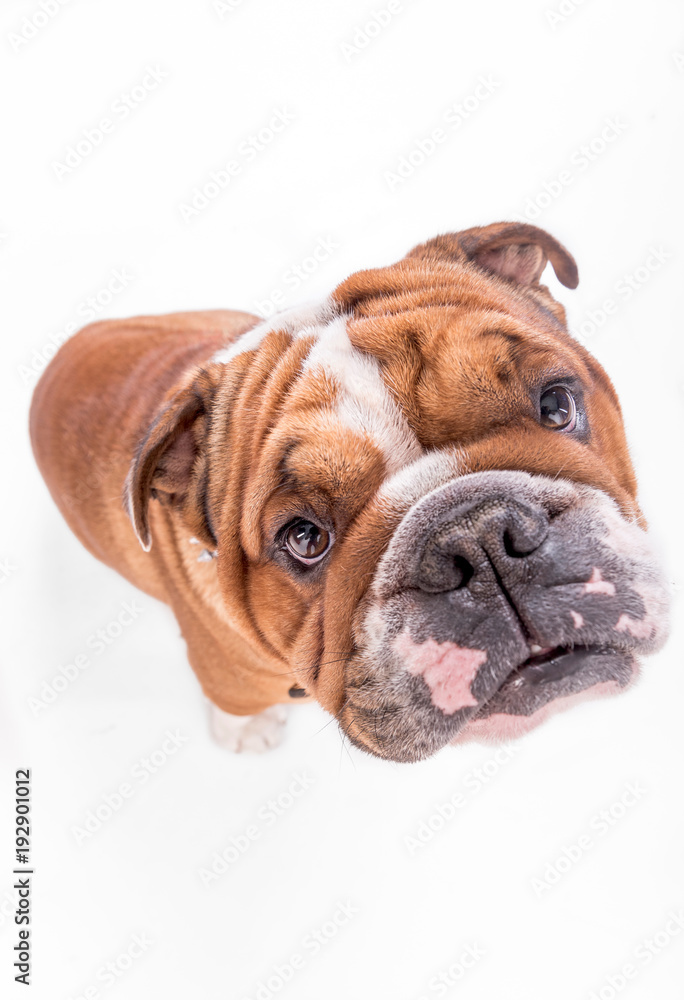 Close up portrait of English bulldog isolated on white background