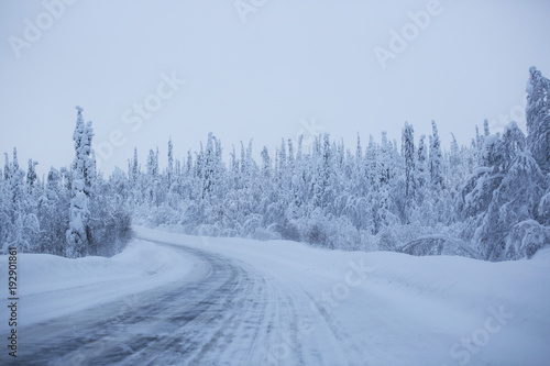 Snowy road surrounded by pine trees © destillat