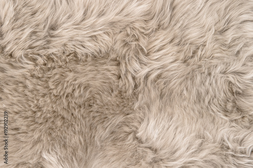 Natural sheepskin rug background texture sheep fur photo