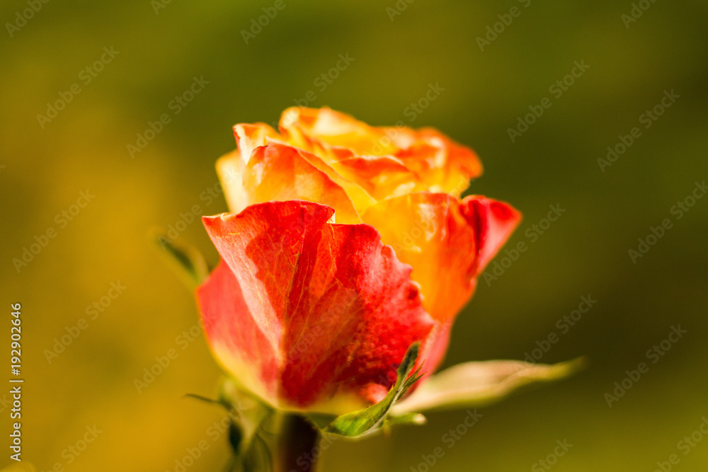 gelb rote rosenblüten nahaufnahme Rose Blüte gelb rote rosenblüten nahaufnahme Rose Blüte