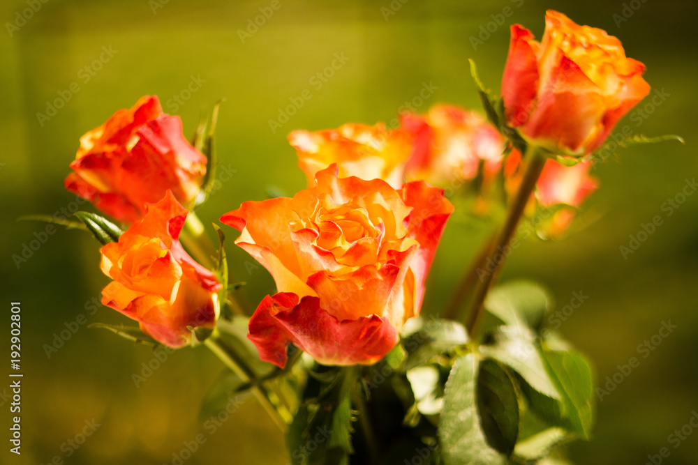 gelb rote rosenblüten nahaufnahme Rose Blüte gelb rote rosenblüten nahaufnahme Rose Blüte