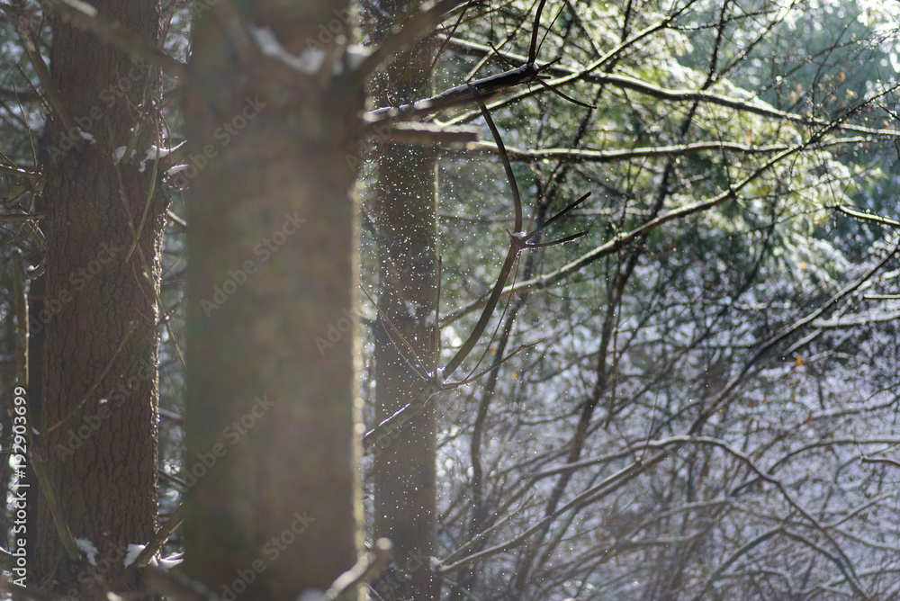 beautiful winter background with falling snow beautiful winter background with falling snow