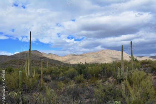 Tucson Mountains Saguaro Cacti Cactus Sonoran Desert
